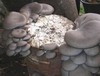 Oyster mushroom